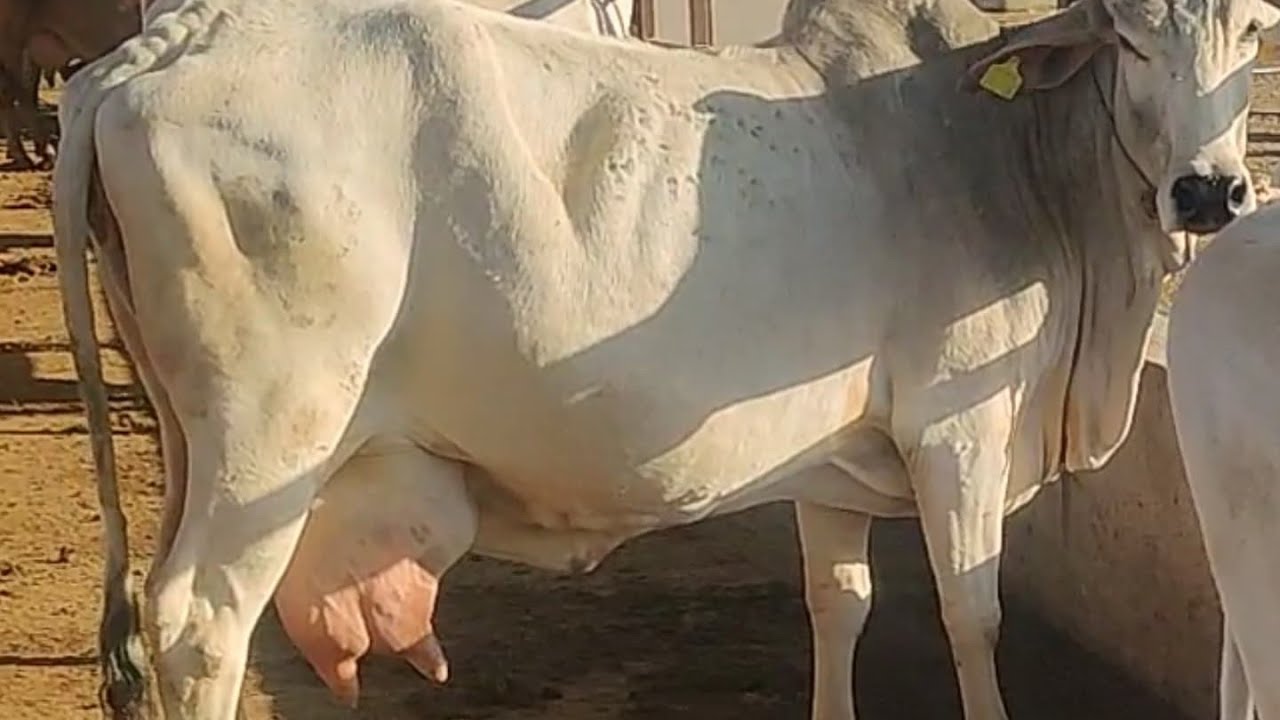 THE ORIGINAL LINES OF THARPARKAR BREED 2