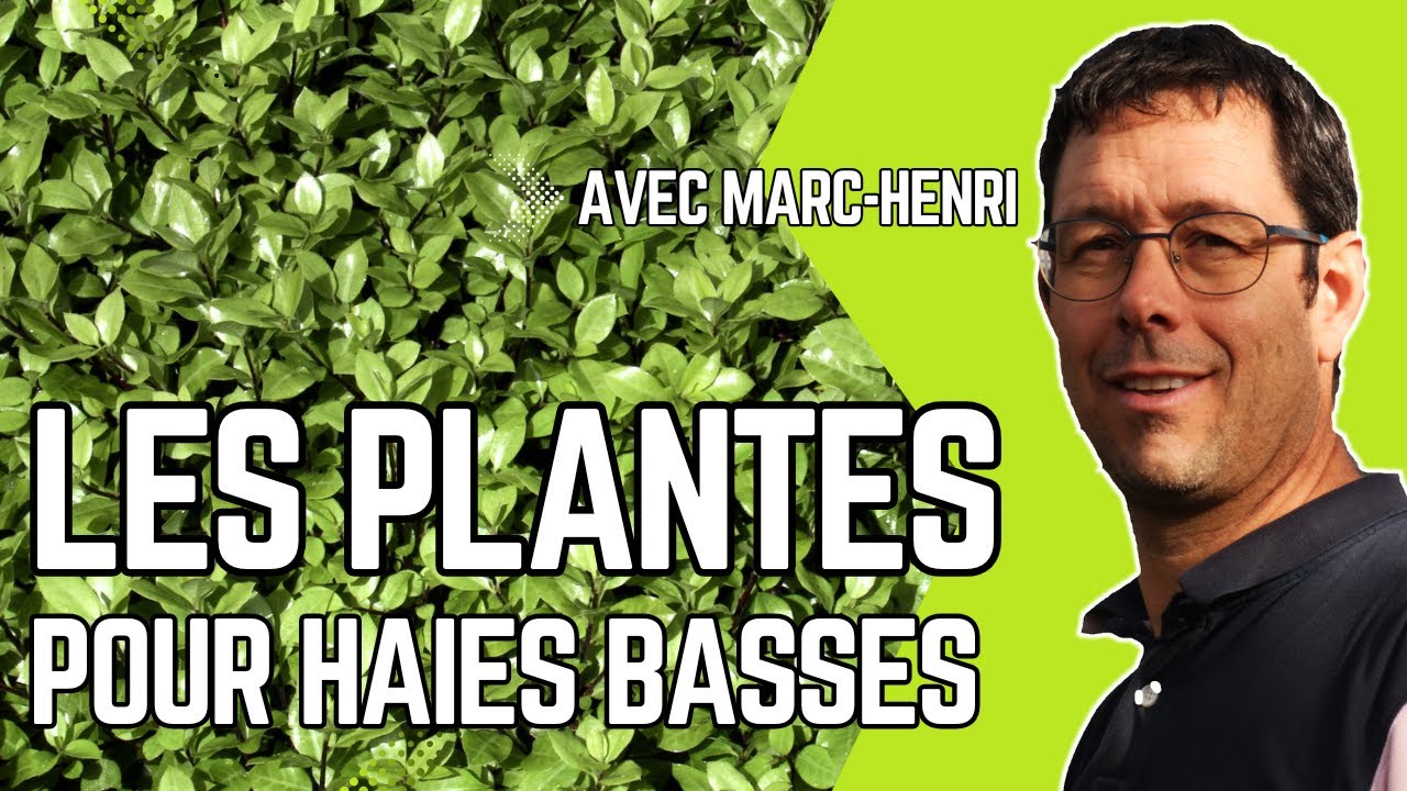 REMPLACER le BUIS : les ARBUSTES PARFAITS pour des HAIES BASSES sans SOUCIS