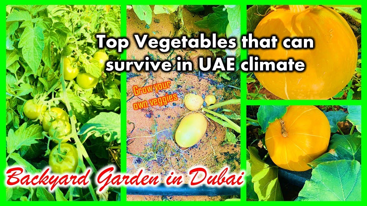 Top vegetables that can survive in UAE climate, Backyard garden tour Dubai, UAE summer vegetables
