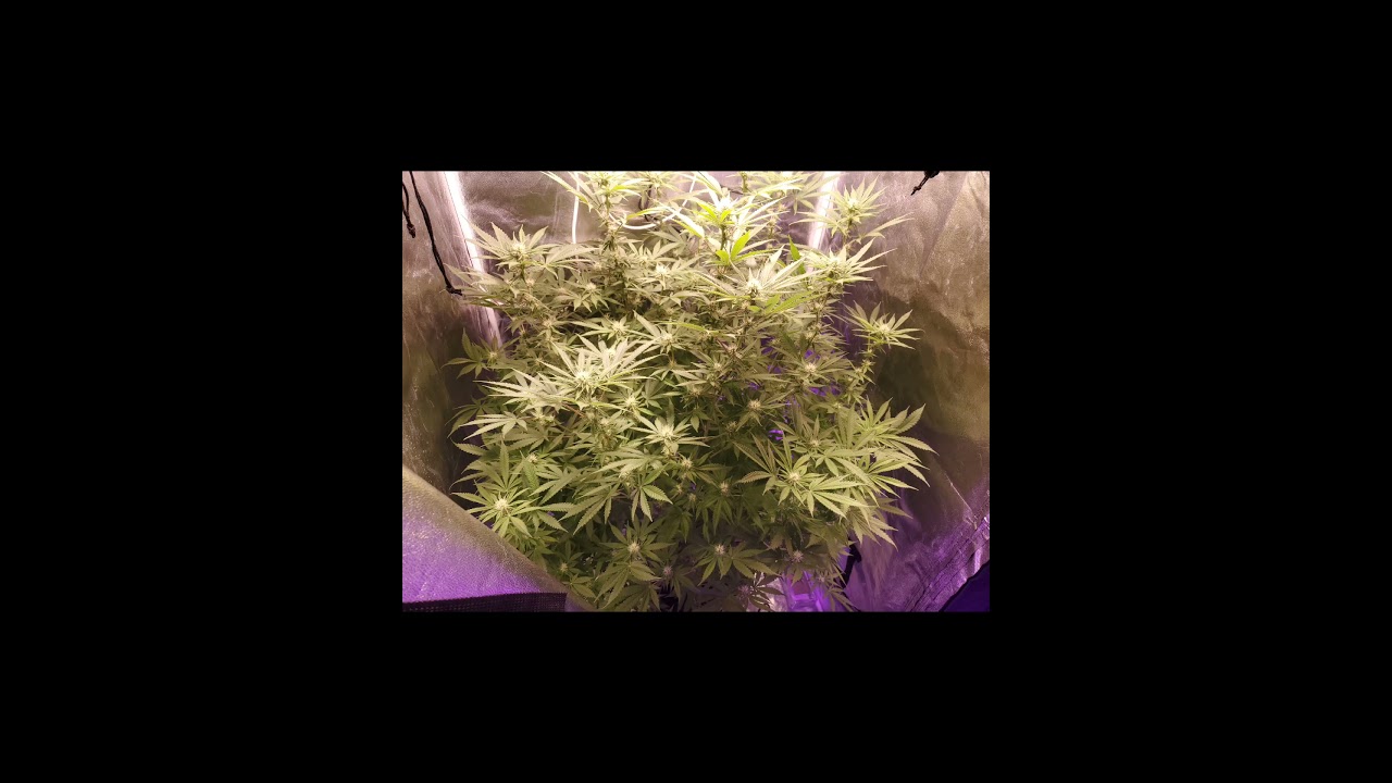 Nichole kush /dwc/ 21 days of flower/ final defoliation.