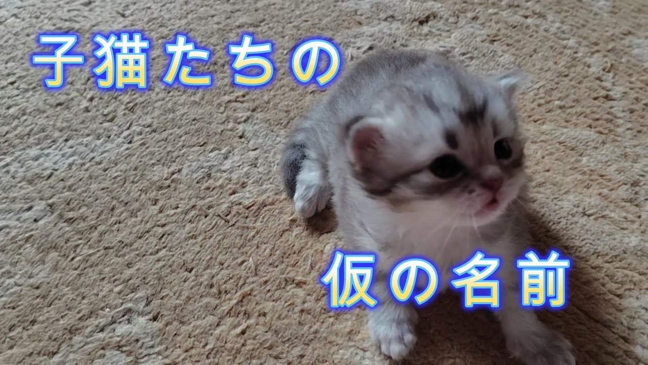 とりあえず子猫に仮の名前つけました