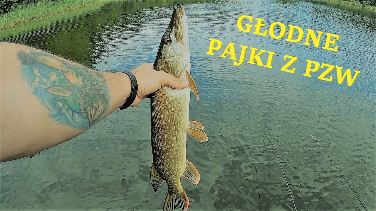 Wrześniowe szczupaki na wahadło || Spinning na PZW