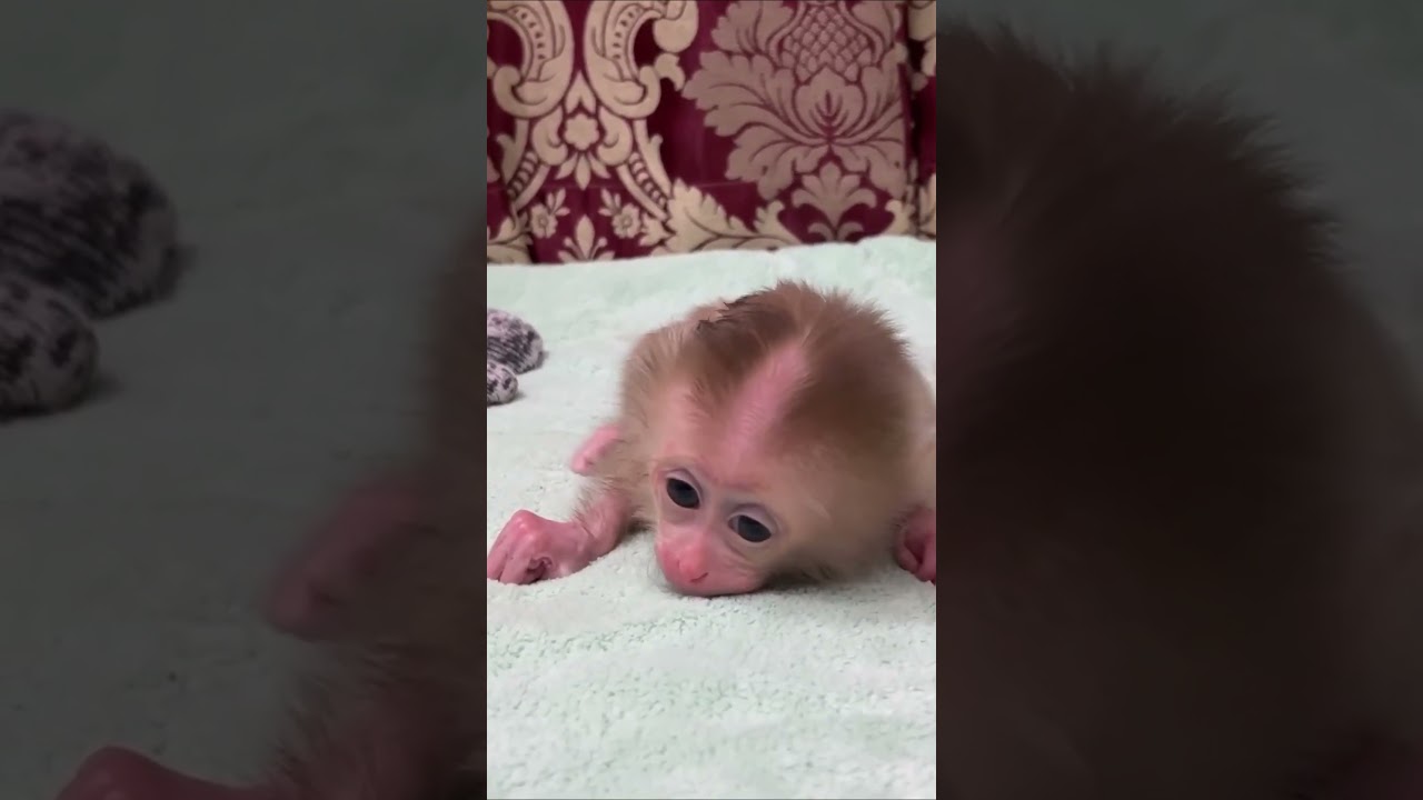 Baby monkey drinks milk so cute