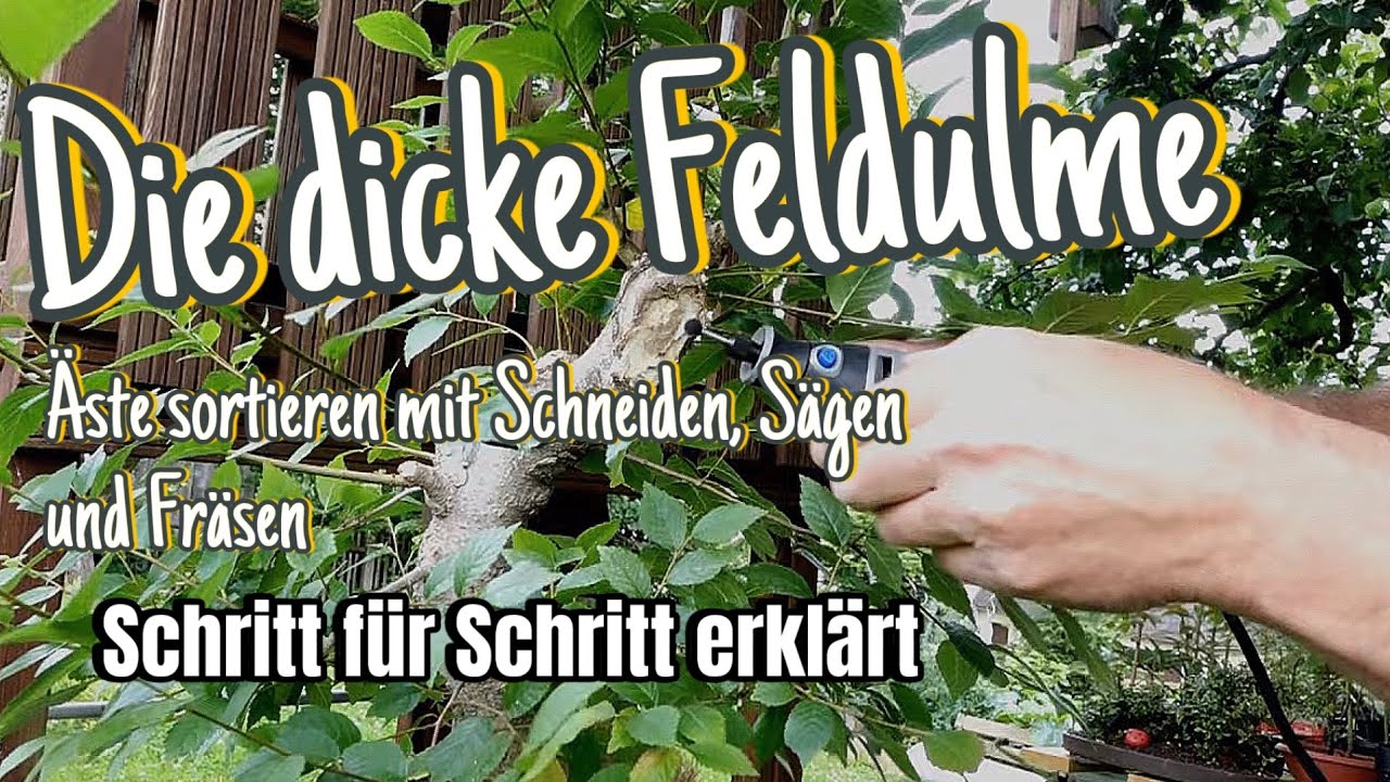 Feldulme ’Ulmus minor‘ Johanni Schnitt -erste Schritte auch mit Säge und Fräse Pre-Bonsai 2024/11