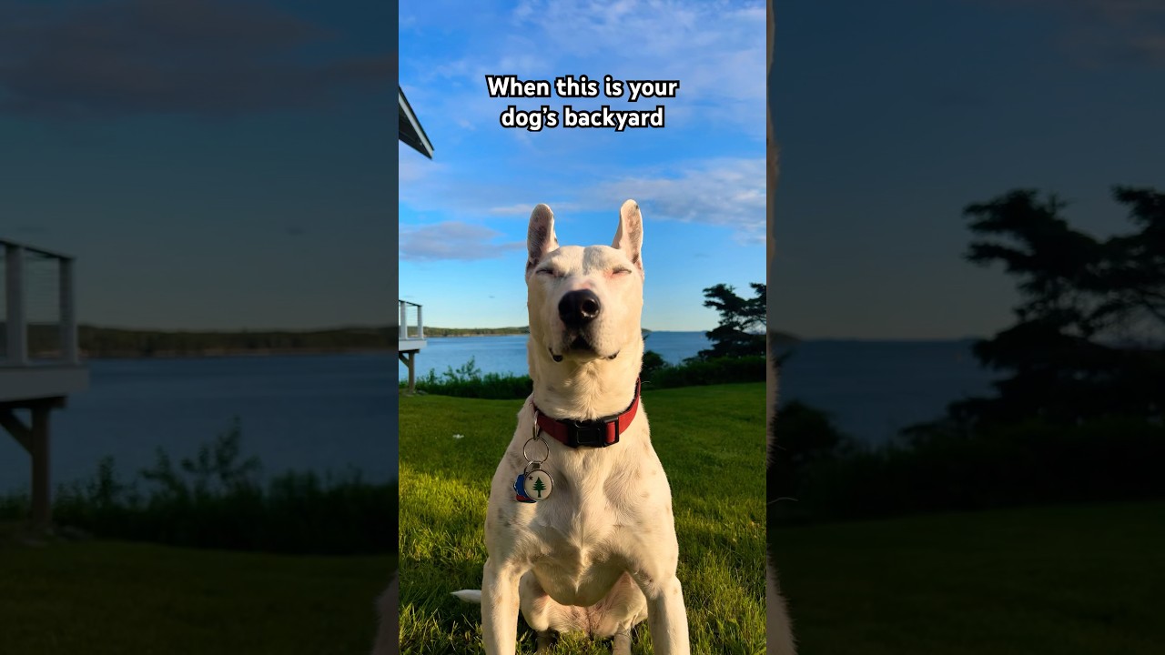 #maine #dogs #cute #nature #sea #ocean