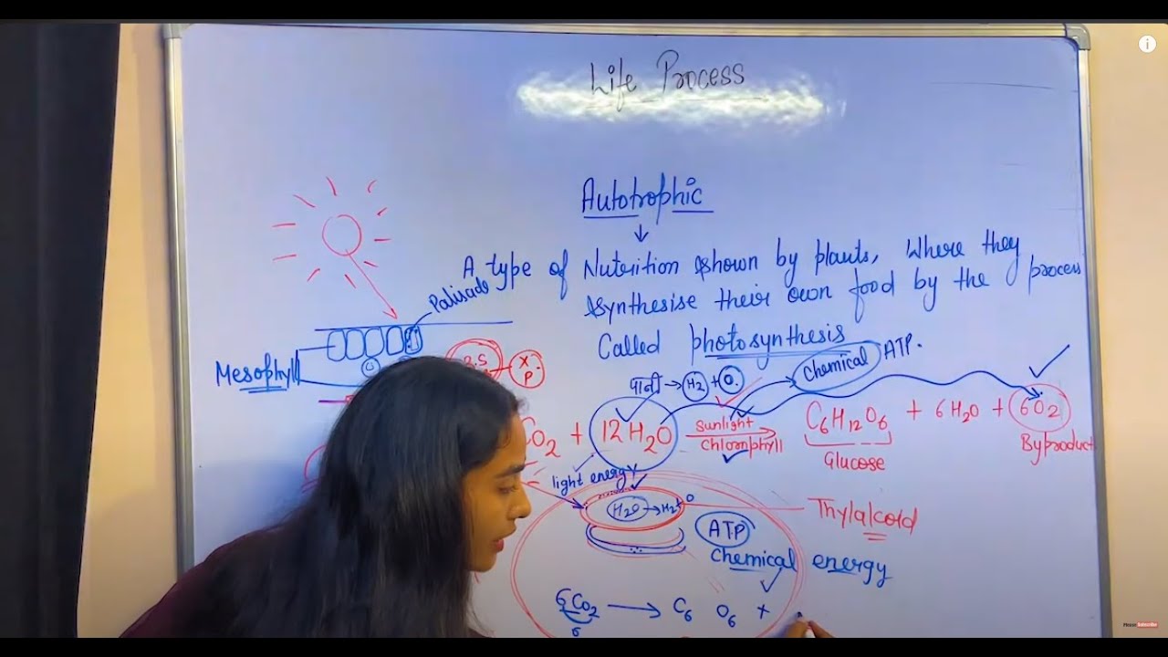 Life Processes class 10 science biology || Photosynthesis || NCERT