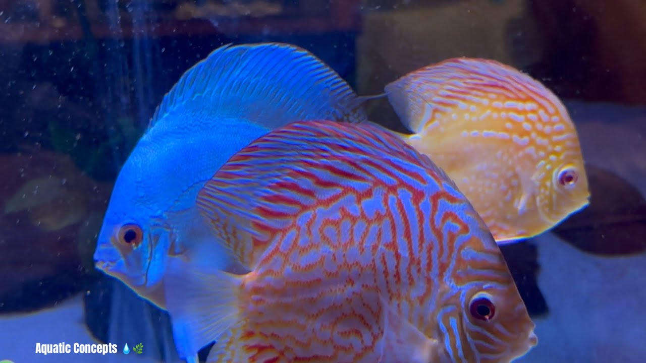 Discus and Angelfish | Aquatic Concepts Fish Room Tour Part-1