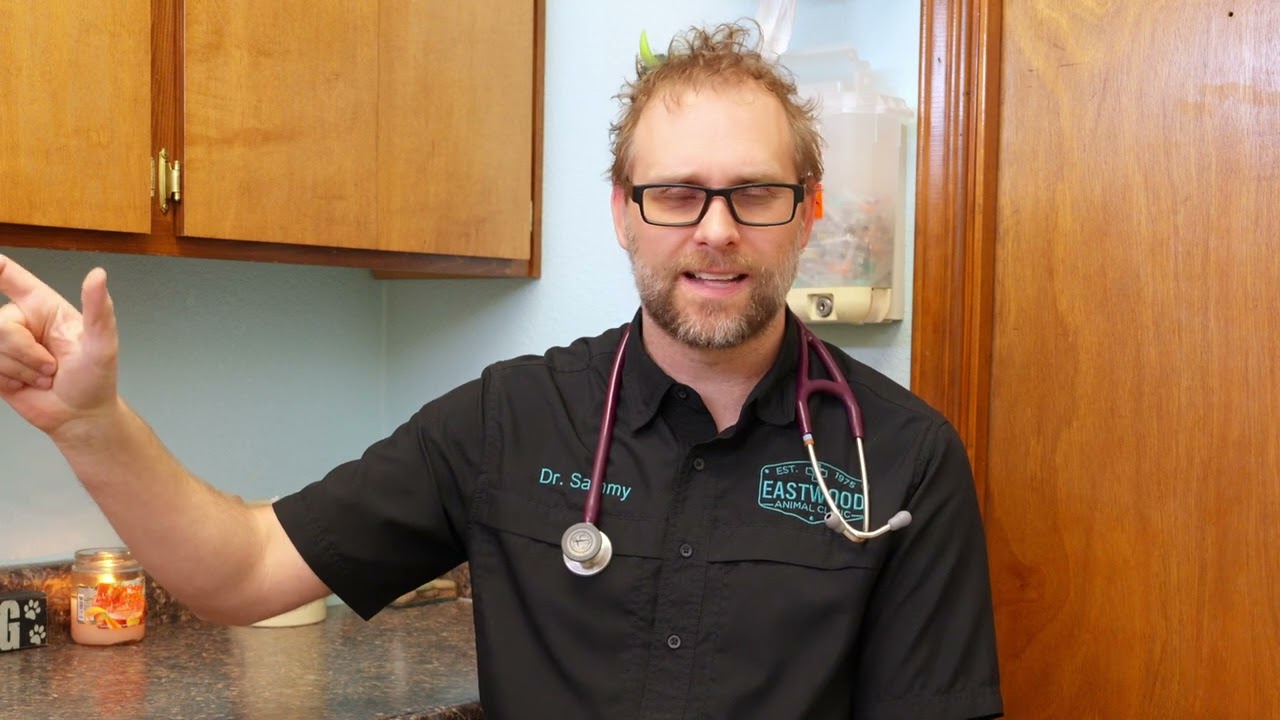 Pancreatitis in Pets