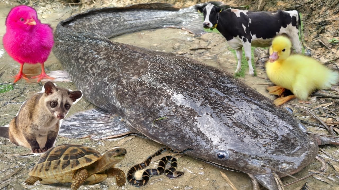 Wow Amazing! Menangkap ikan lele besar, belut, ikan toman, musang,ayam, bebek, biyawak, kura-kura
