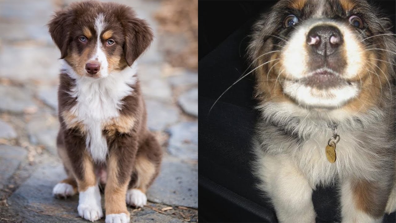 Cute And Funny Mini Aussie Puppies That Will Melt Your Heart 🥰