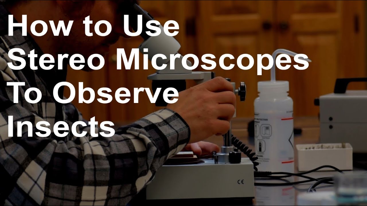 How to Use a Stereo Microscope to Observe Insects