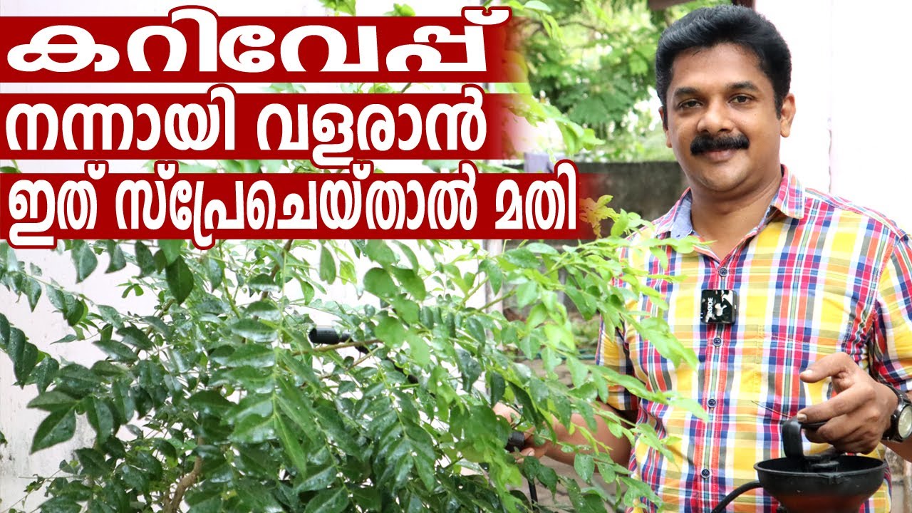 Curry Leaves Cultivation | കറിവേപ്പ് നന്നായി വളരാൻ ഇത് സ്പ്രേചെയ്താൽ മതി