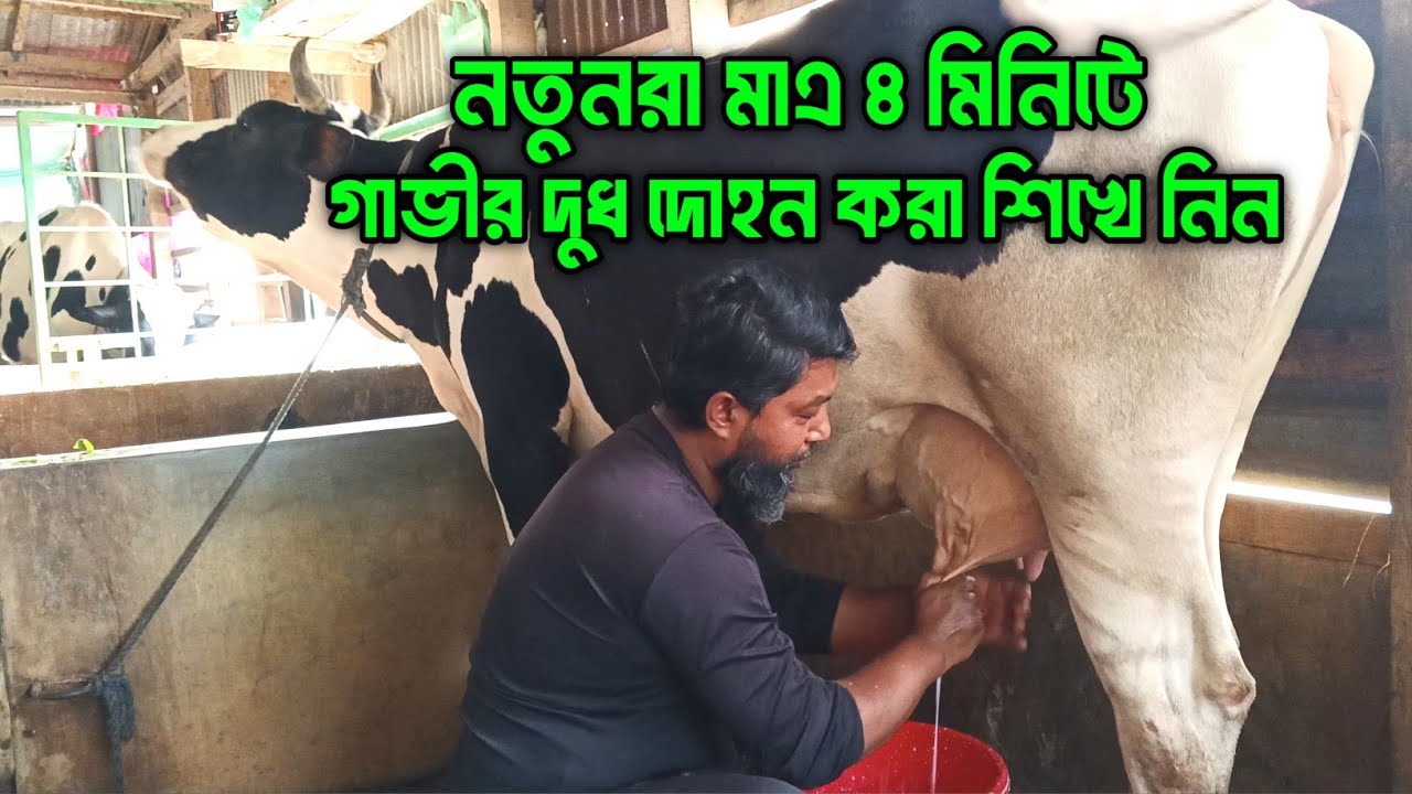 নতুনরা মাএ ৪ মিনিটে গাভীর দুধ দোহন করা শিখে নিন 🐄😱😱