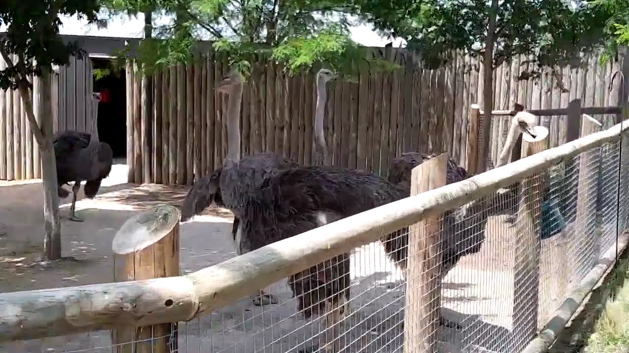 Huge Ostriches Seen at Ohio Zoo