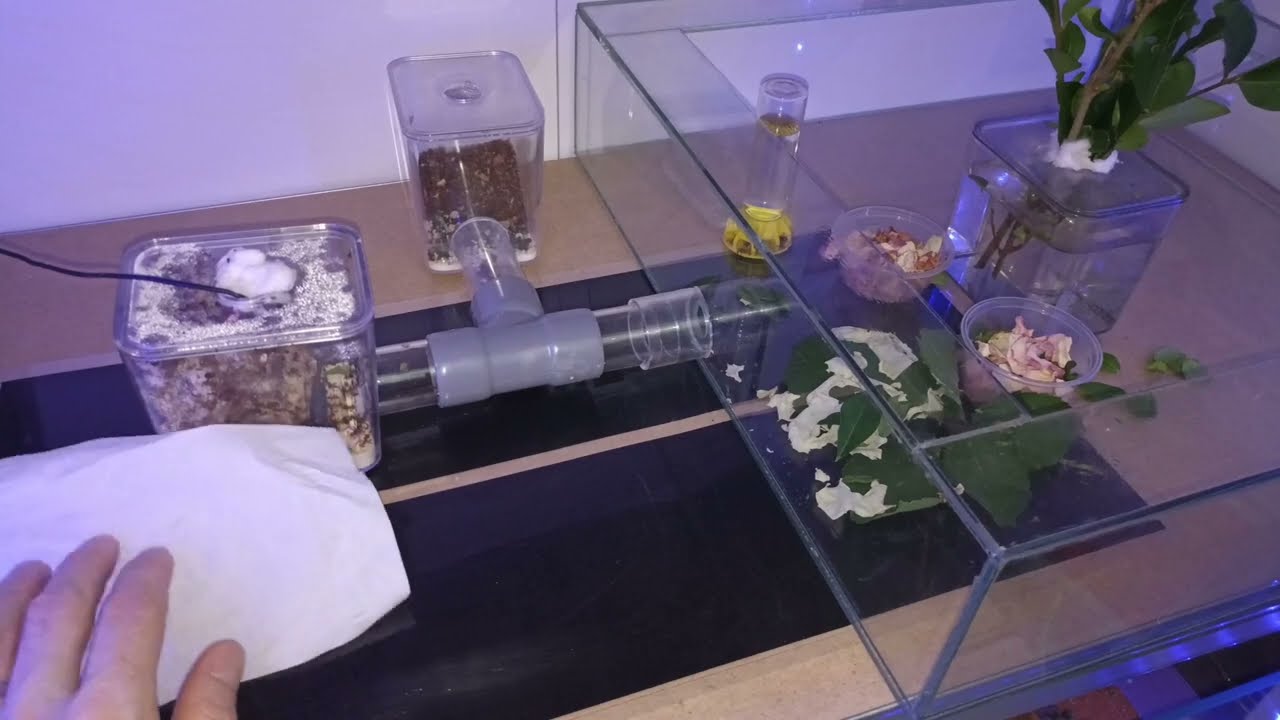 tour complet de la #messoroom pour la 100eme vidéo un régale de toutes mes #espèces