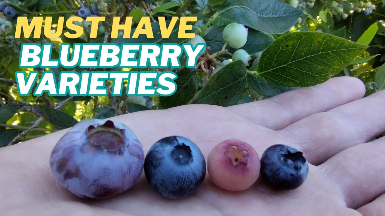 The Blueberry Types Everyone Must Try and Plant!