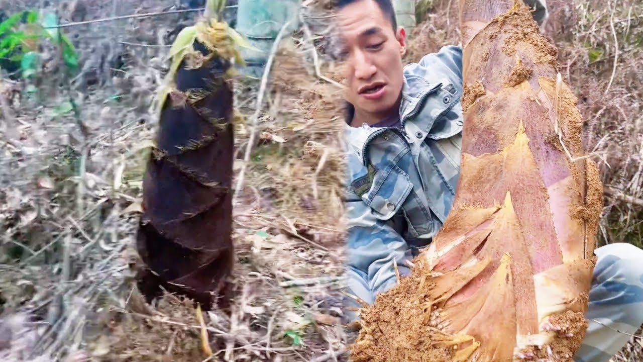 阿峰这下是要发财了，竹林里发现两个大笋王，准备也拿去拍卖【乡村阿峰】
