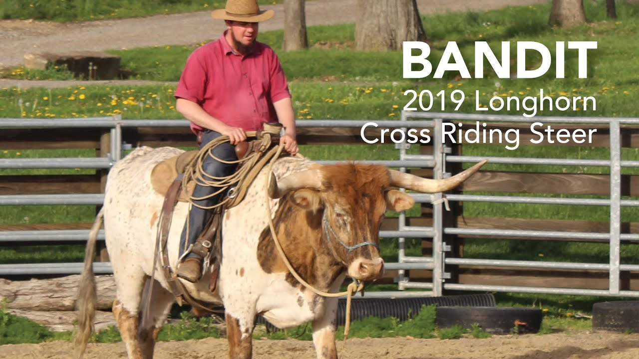 Bandit 2019 Riding Longhorn Cross Steer | Broke, needs to be finished