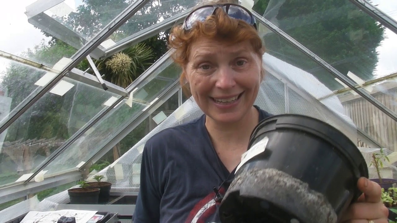 Okra in Final Pots - Part 519 - Claire's Allotment