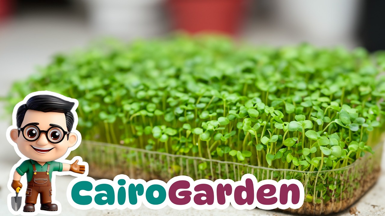 اكله صحية تنمو فى اسبوعين فقط و كنز من الفيتامينات و فوائد لا تعد. تعرف ع الميكروجرين Microgreens!!
