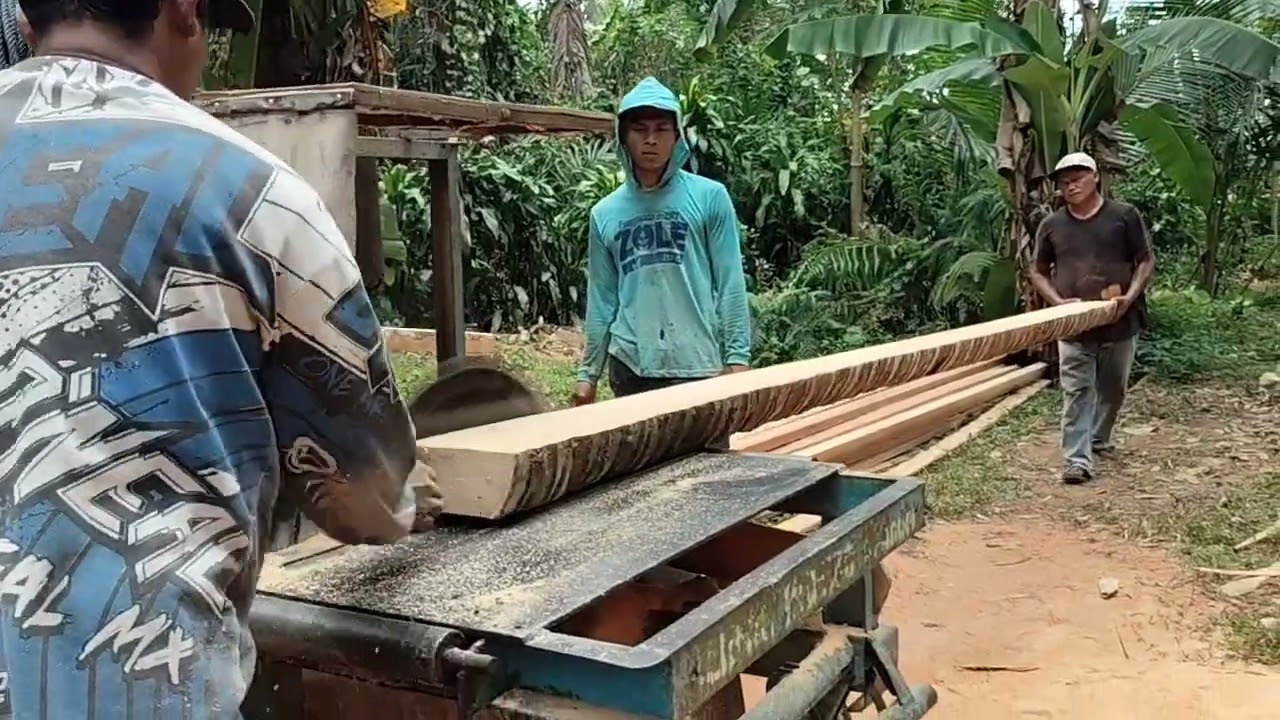 PRESISI ‼️ penggergajian kayu kelapa untuk bahan kandang