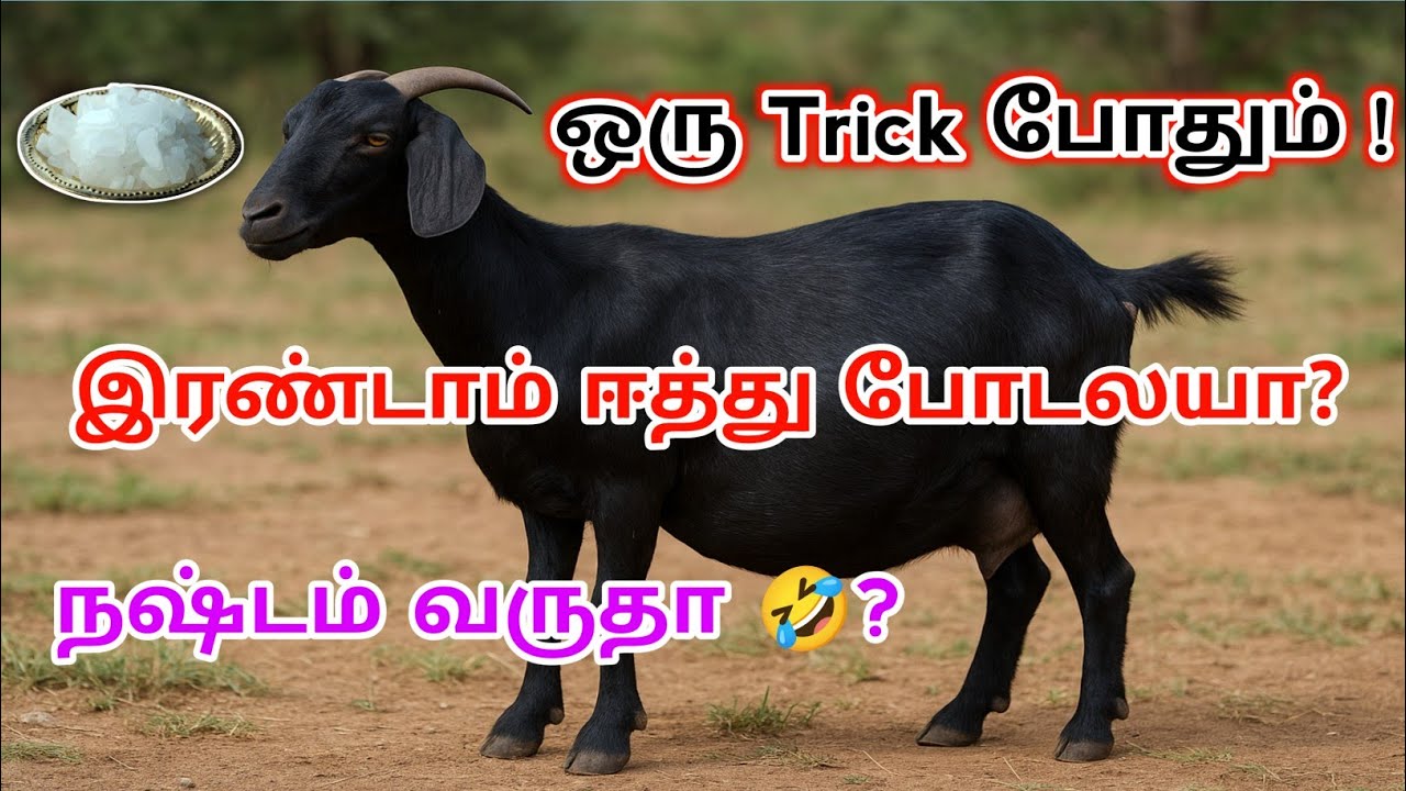 உங்கள் ஆடு இரண்டாவது குட்டி போடவில்லைய? / கவலை வேண்டாம்🤫வீடியோ முழுவதும் சொல்லிருக்கேன்/#psfarmers 