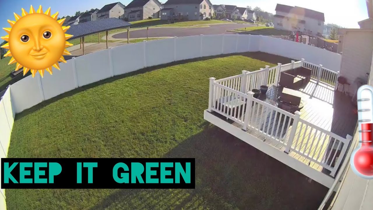 How To Keep Your Tall Fescue Green This Summer! And Lawn Update
