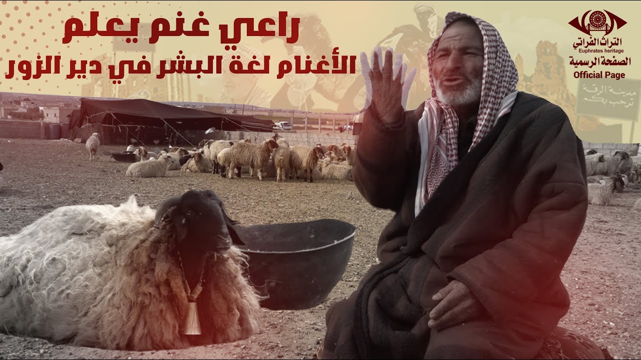 راعي غنم يعلم الأغنام لغة البشر في دير الزور
