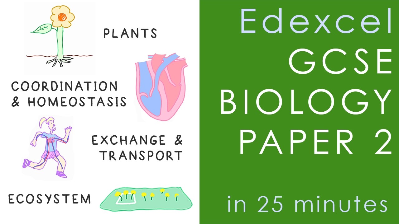 Весь экзамен Edexcel BIOLOGY Paper 2 за 25 минут &mdash; подготовка к GCSE Science