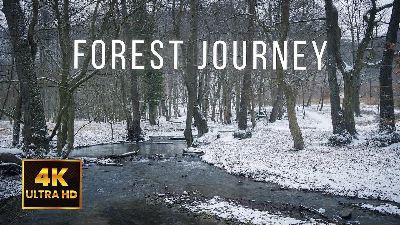 Forest Stream Journey | Winter Forest Walk Along a Snowy Creek | 1 Hour