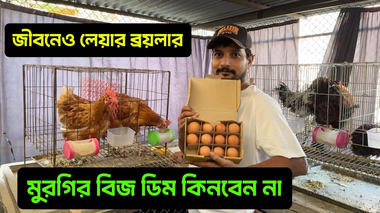 জীবনেও লেয়ার ব্রয়লার মুরগির বিজ ডিম কিনবেন না
