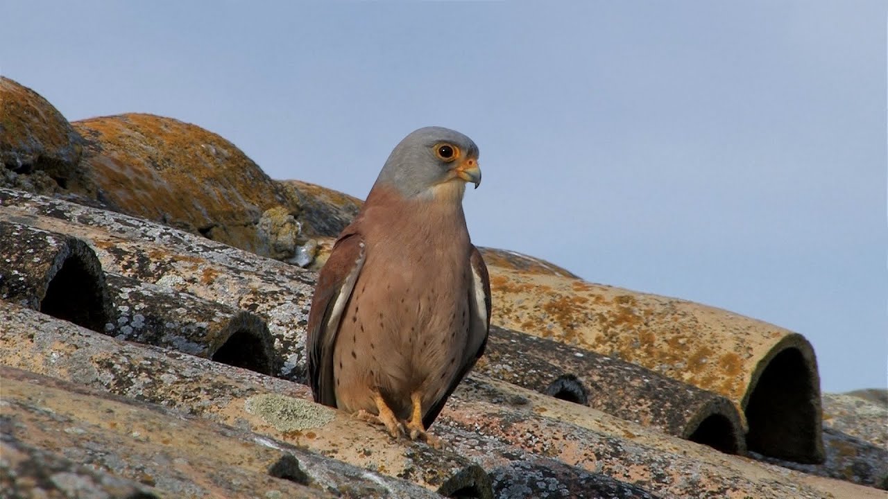 Lesser Kestrel, Falco naumanni, in Spain