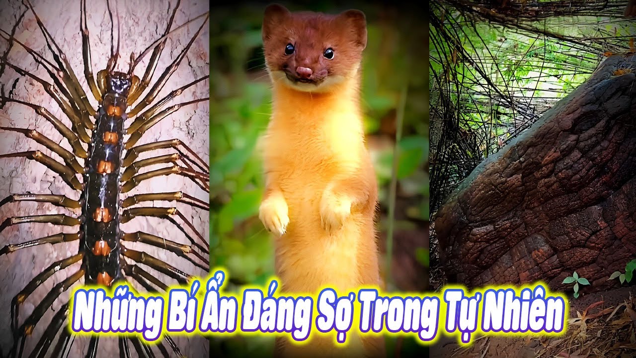 😱 Những Bí Ẩn Đáng Sợ Trong Tự Nhiên 🌍 #thúcưng #vậtnuôi #chómèohàihước #funny #pets #cat #cute