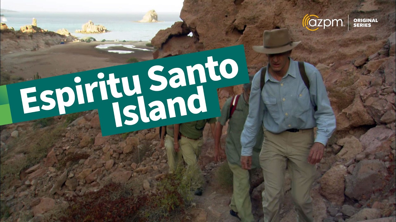 A Desert Island in the Sea of Cortez is Home to Strange Wildlife | The Desert Speaks