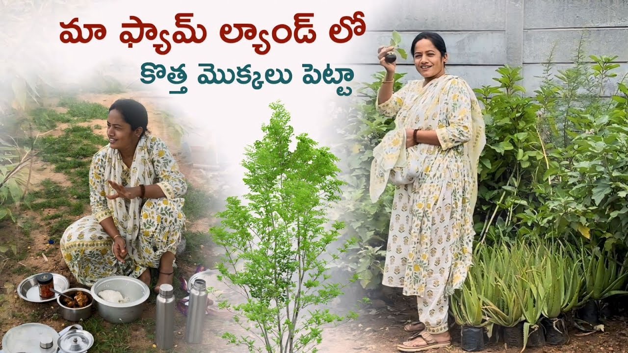 మా ఫామ్ ల్యాండ్ లో కొత్త మొక్కలు పెట్టా.. అవేంటోచూడండి😊 #farmland #youtube #subscribemychannel