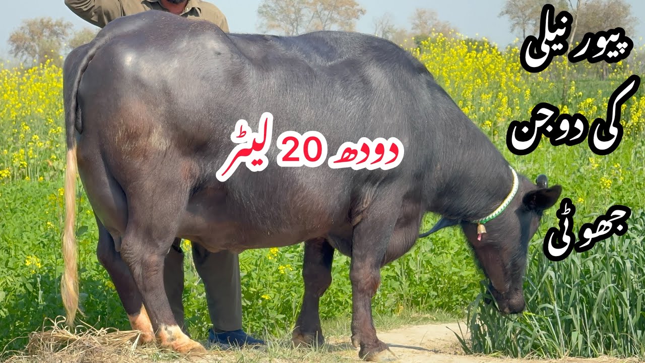 پیور نیلی کی دو جن جھو ٹی دودھ 20 لیٹر pure Nili high milking buffalo for sale in Punjab, Pakistan ￼