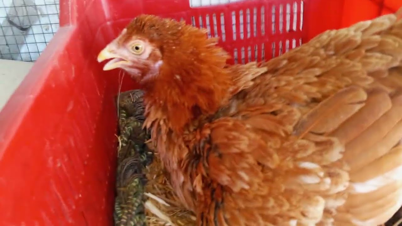 aseel hen desi hen farming: Will show the video of hatching from eggs very soon 