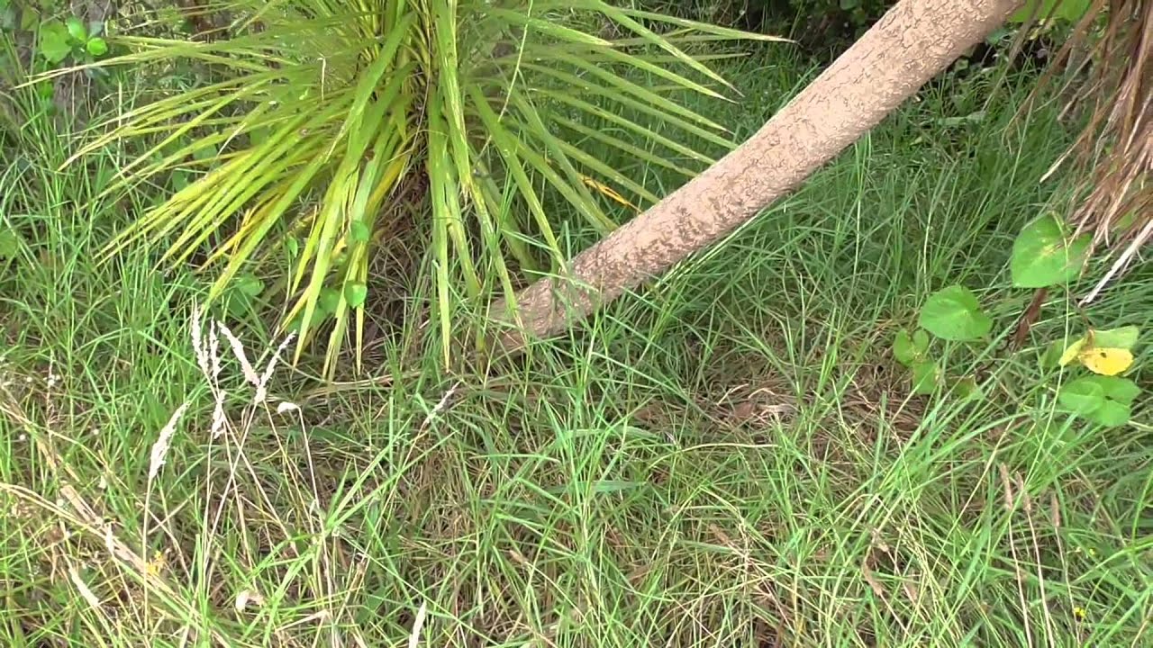 New Zealand Native Plant Ti Kouka