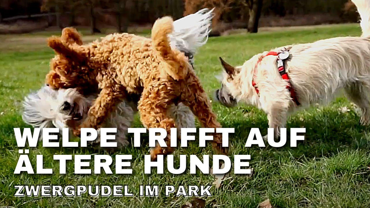 Zwergpudel Welpe trifft erwachsene Hunde im Park - Begegnungen mit anderen Hunden