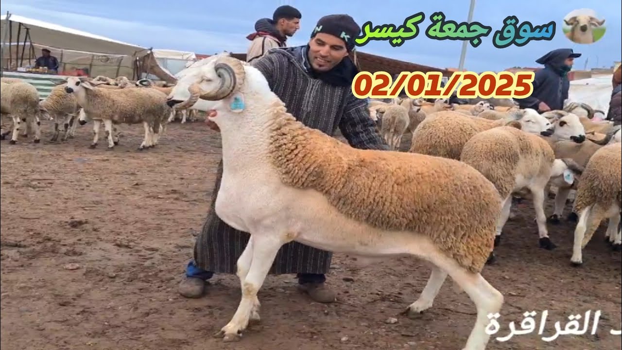#اليوم من سوق جمعة كيسر 02/01/2026 مع ثمن 🐑🐏🇲🇦