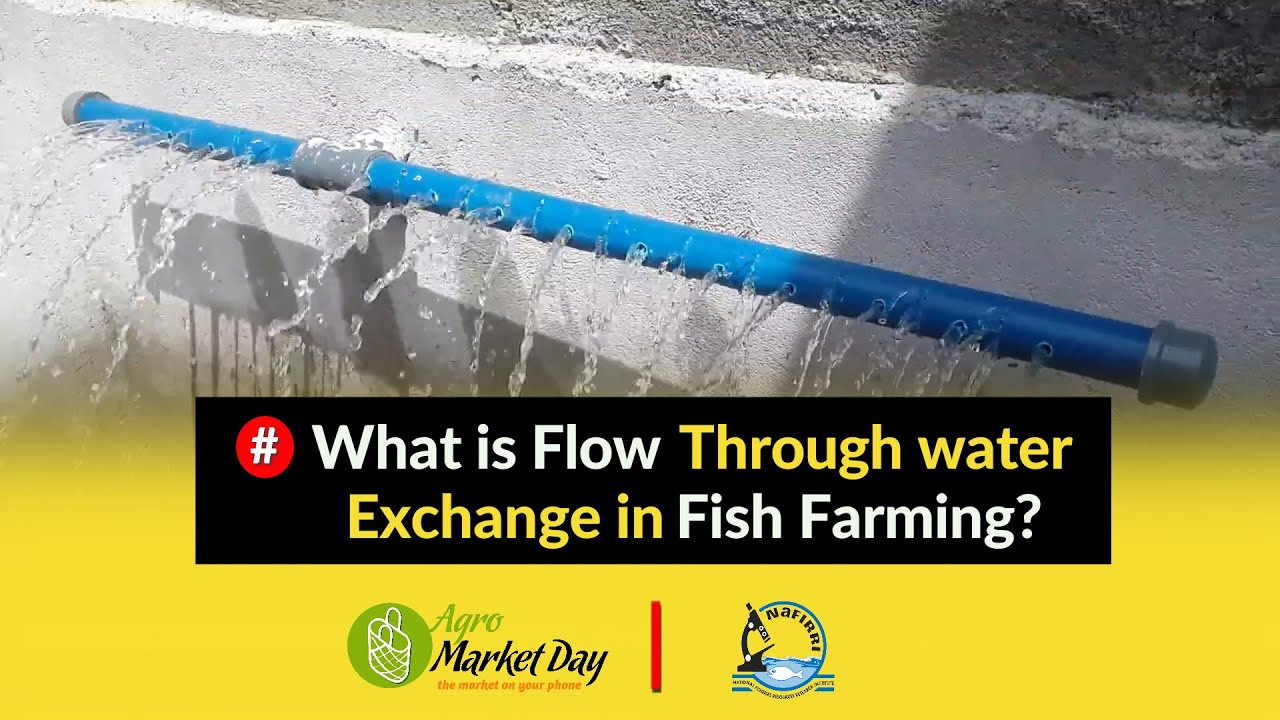 What is Flow Through water Exchange in Fish Farming || Water Quality and Management