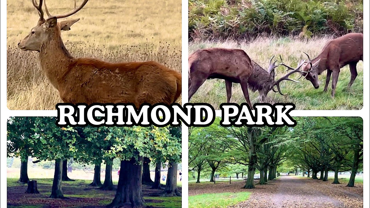 RICHMOND PARK, LONDON # DEER IN RICHMOND PARK.