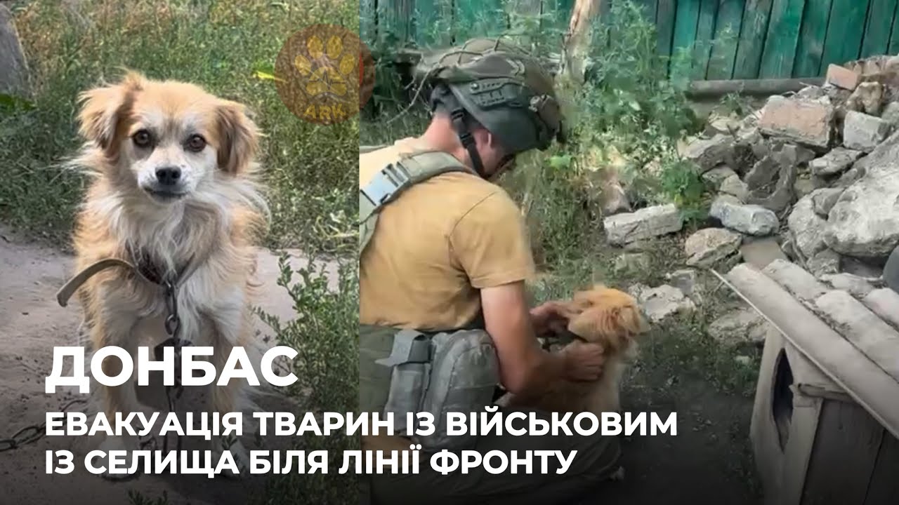 ДОНБАС | Евакуація тварин із військовим з селища біля лінії фронту,що простежується ворожими дронами