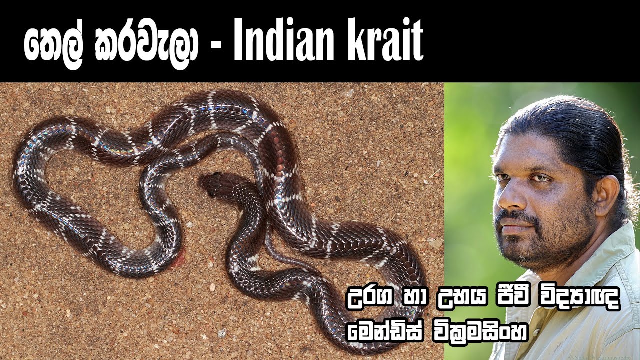Thel karawala තෙල් කරවැලා Mendis Wickramasinghe