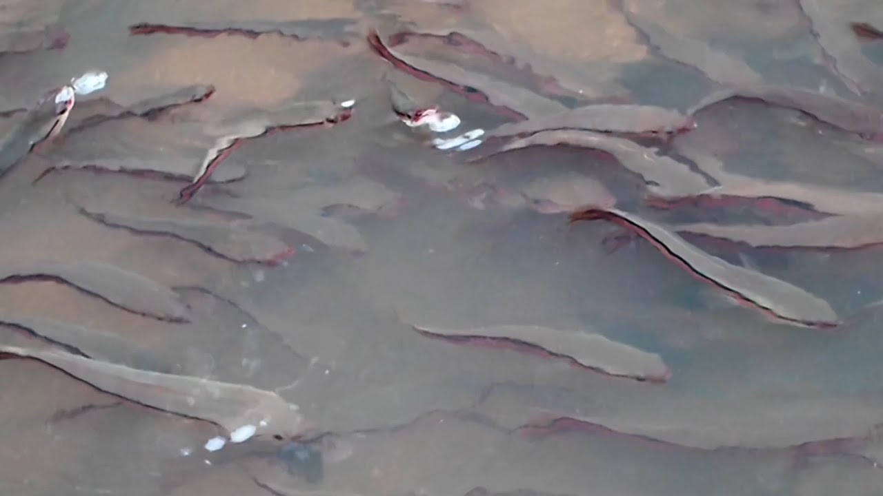 KEMUNCULAN KAWANAN ANAK IKAN TOMAN DI SAAT AIR SURUT 