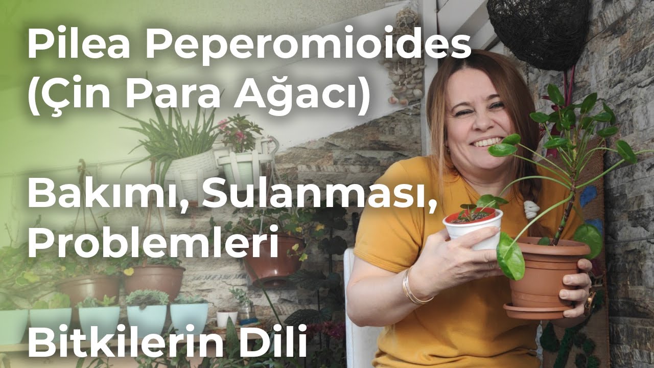 Pilea Peperomioides 🌱 (Çin Para Ağacı) Bakımı, Sorunları, Sulanması ve Püf Noktalar✨