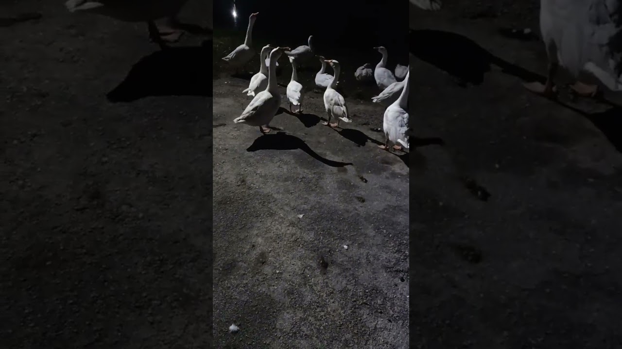 😁😁😁Swan ki night me koyyyeeeen koyyyeennn🤣🤣🤣🤣 #beats #music #phonk