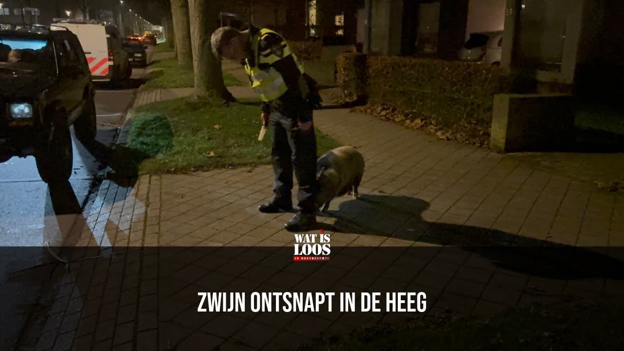 ZWIJN ONTSNAPT IN DE HEEG