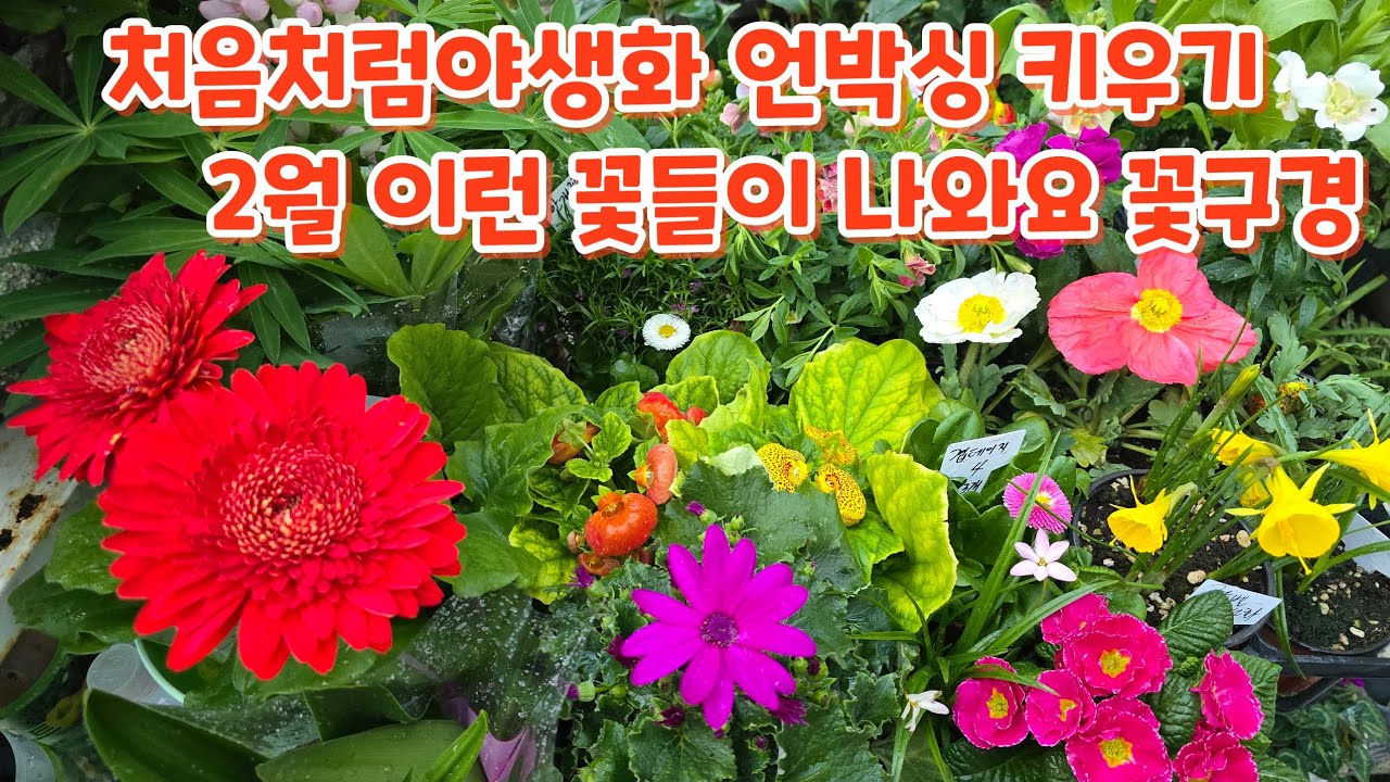#처음처럼야생화 언박싱 #안개꽃 #금어초 #금영철쭉 #장미앵초 #거베라 #골든벨수선화 #스파링파루 #복수초