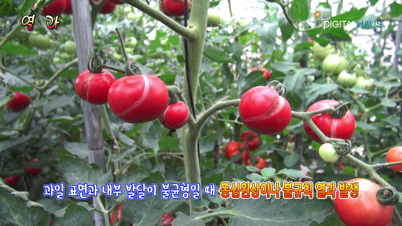 방울토마토 생리장해-2.열과
